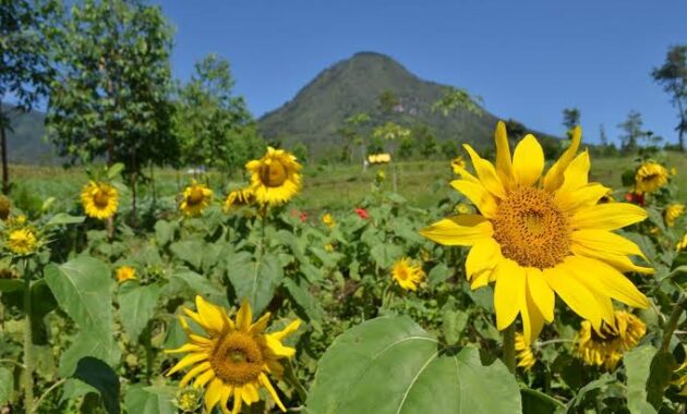 tak hanya cantik, 10 kebun bunga matahari di indonesia ini instagenic banget