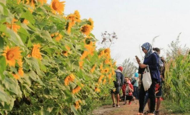 tak hanya cantik, 10 kebun bunga matahari di indonesia ini instagenic banget
