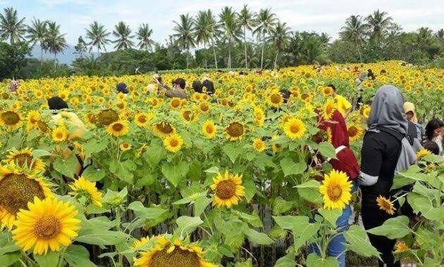 tak hanya cantik, 10 kebun bunga matahari di indonesia ini instagenic banget