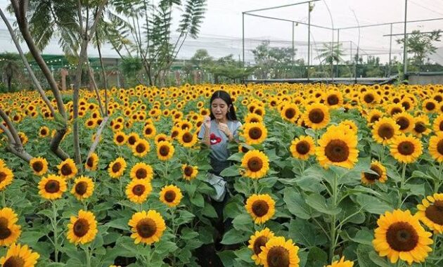 Tak Hanya Cantik, 10 Kebun Bunga Matahari di Indonesia Ini Instagenic Banget