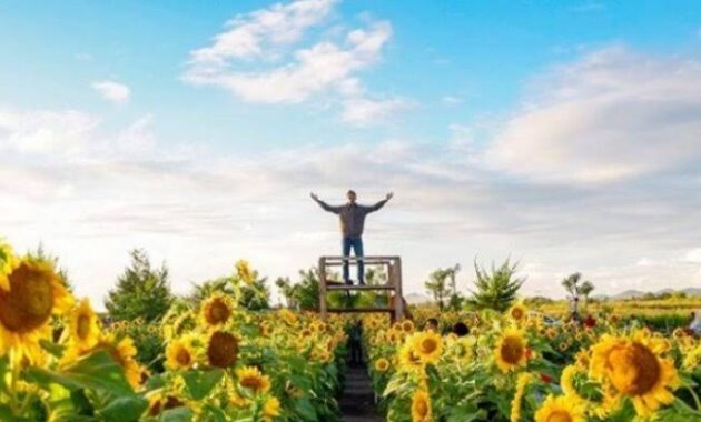 tak hanya cantik, 10 kebun bunga matahari di indonesia ini instagenic banget