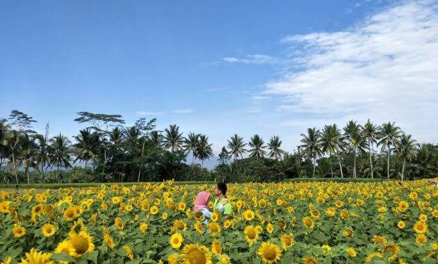 tak hanya cantik, 10 kebun bunga matahari di indonesia ini instagenic banget