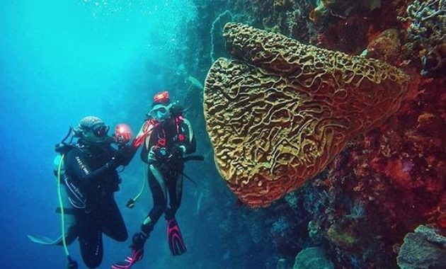 taman laut olele, surga tersembunyi di gorontalo