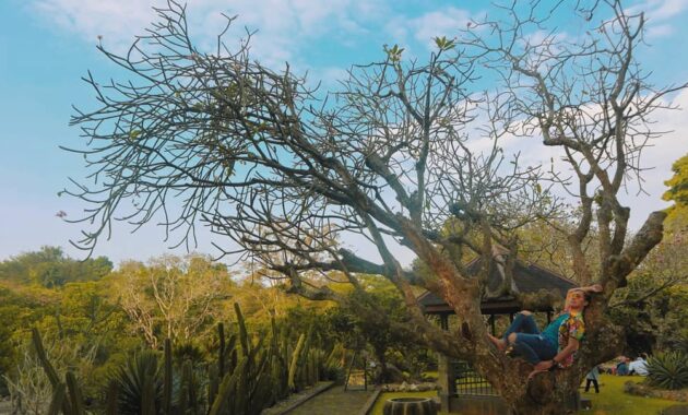 taman meksiko kebun raya bogor, Harga Tiket Masuk, Berbeda Dari Biasanya, Asal Usul Nama , Keindahan Alam, Letak Lokasi
