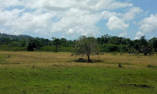 taman nasional alas purwo, Ujung Timur Jawa, Keindahan Potensi, Jalan Menuju Lokasi, Buka Jam Berapa, Harga Tiket Masuk