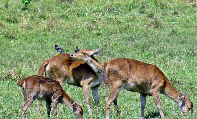 taman nasional alas purwo, Ujung Timur Jawa, Keindahan Potensi, Jalan Menuju Lokasi, Buka Jam Berapa, Harga Tiket Masuk