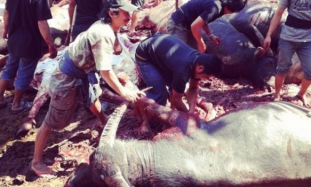 tana toraja, tempat yang pas untuk mengenal salah satu kekayaan budaya indonesia