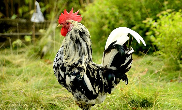 Top 10+ Ayam Paling Mahal di Dunia, Yang Termahal Dari Indonesia!