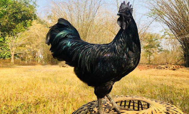 top 10+ ayam paling mahal di dunia, yang termahal dari indonesia!