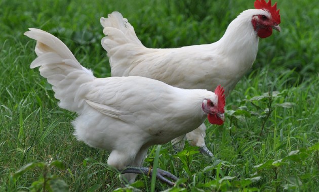 top 10+ ayam paling mahal di dunia, yang termahal dari indonesia!