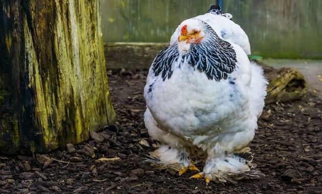 top 10+ ayam paling mahal di dunia, yang termahal dari indonesia!