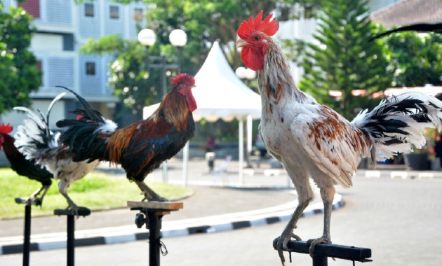 top 10+ ayam paling mahal di dunia, yang termahal dari indonesia!