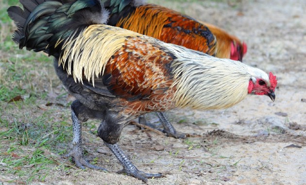 top 10+ ayam paling mahal di dunia, yang termahal dari indonesia!