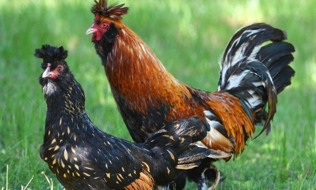 top 10+ ayam paling mahal di dunia, yang termahal dari indonesia!