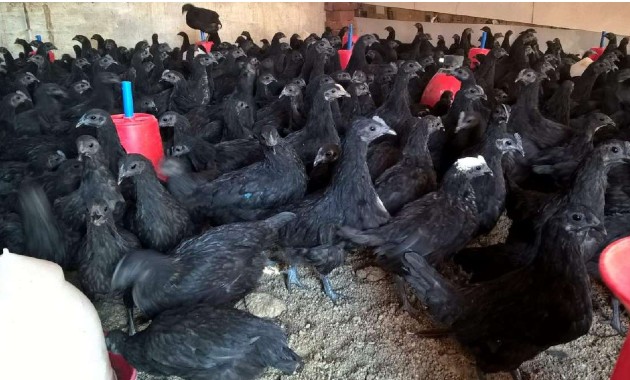 top 10+ ayam paling mahal di dunia, yang termahal dari indonesia!
