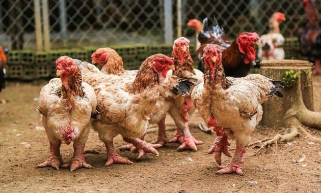 top 10+ ayam paling mahal di dunia, yang termahal dari indonesia!