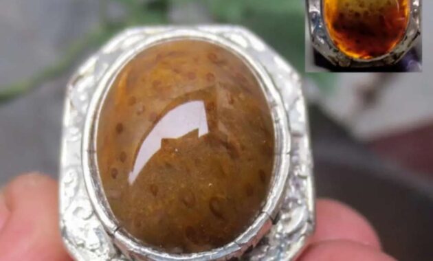 top 10+ batu fosil kayu termahal beserta harganya