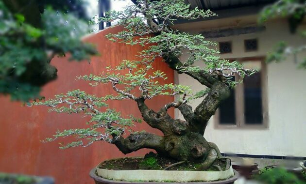 top 10+ bonsai asem jawa termahal beserta harganya