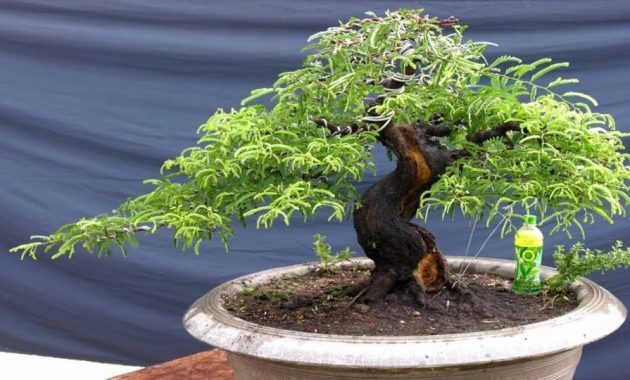 top 10+ bonsai asem jawa termahal beserta harganya