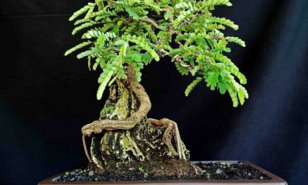 top 10+ bonsai asem jawa termahal beserta harganya
