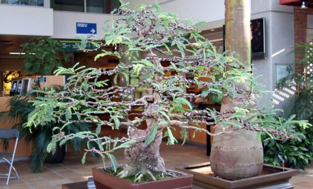 top 10+ bonsai asem jawa termahal beserta harganya