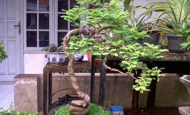 top 10+ bonsai asem jawa termahal beserta harganya