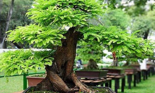 top 10+ bonsai asem jawa termahal beserta harganya