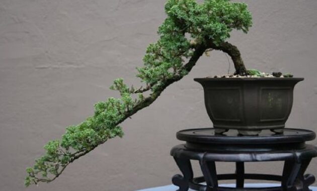 Top 10+ Bonsai Asem Jawa Termahal Beserta Harganya