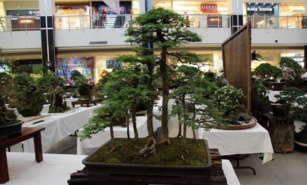top 10+ bonsai asem jawa termahal beserta harganya