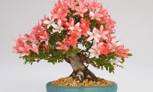 top 10+ bonsai termahal di dunia, manakah yang paling bagus?