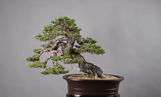 top 10+ bonsai termahal di dunia, manakah yang paling bagus?