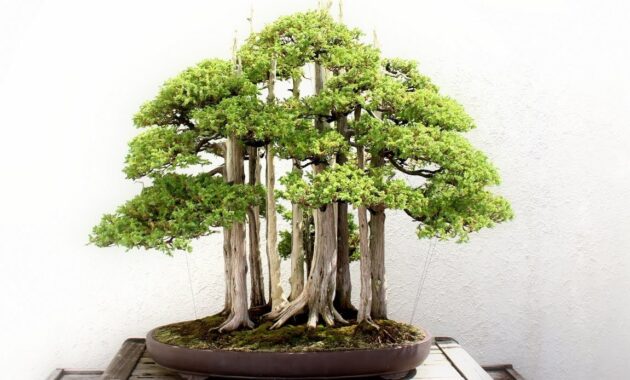 Top 10+ Bonsai Termahal di Dunia, Manakah Yang Paling Bagus?
