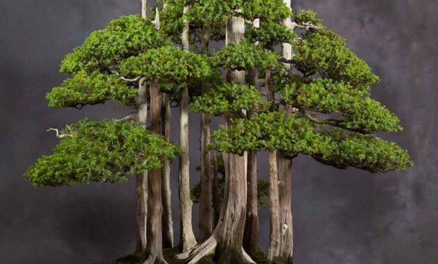 Top 10+ Bonsai Termahal di Dunia, Panggilan Buat Para Kolektor!