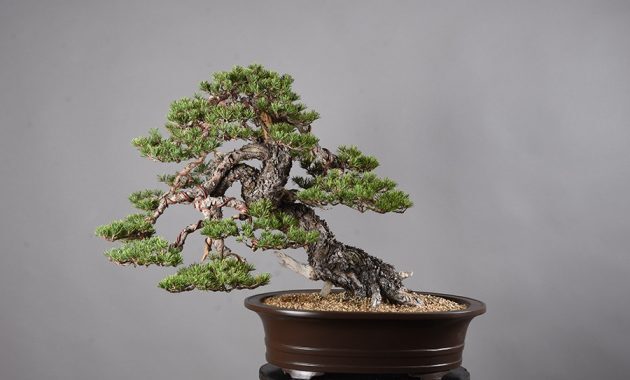 top 10+ bonsai termahal di dunia, panggilan buat para kolektor!