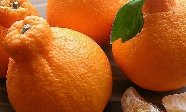 top 10+ buah termahal di dunia, ada yang seharga mobil!