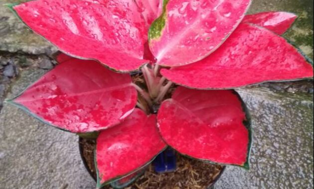top 10+ bunga aglaonema termahal, cocok buat dekorasi rumah!
