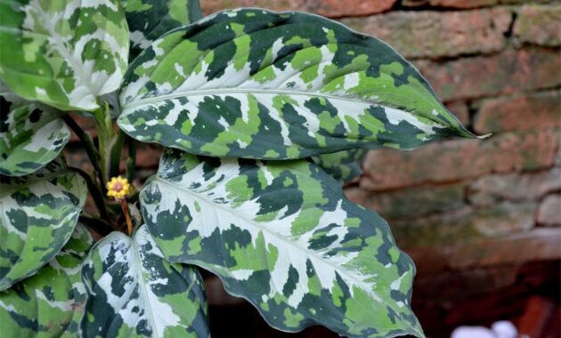 top 10+ bunga aglaonema termahal, cocok buat dekorasi rumah!
