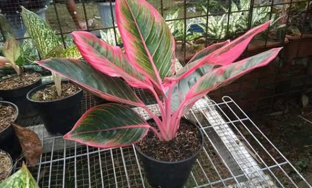 top 10+ bunga aglaonema termahal, cocok buat dekorasi rumah!