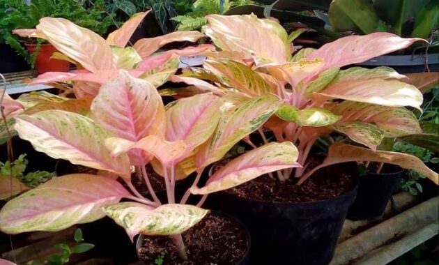 top 10+ bunga aglaonema termahal, cocok buat dekorasi rumah!