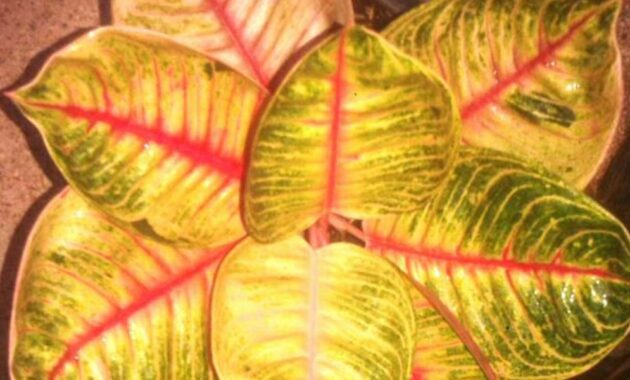 Top 10+ Bunga Aglaonema Termahal, Cocok Buat Dekorasi Rumah!