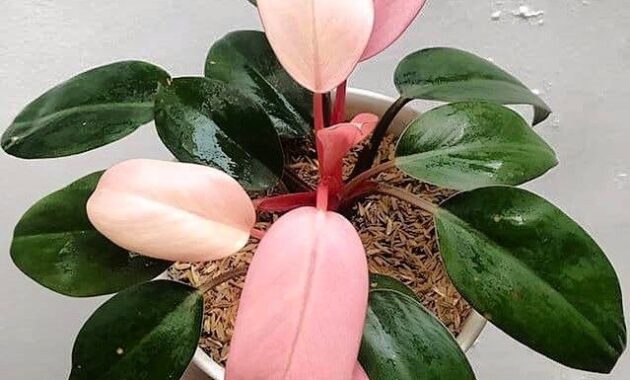 top 10+ bunga aglaonema termahal, cocok buat dekorasi rumah!