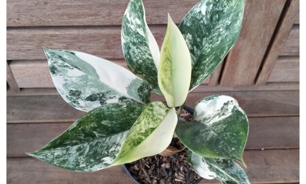 top 10+ bunga aglaonema termahal, cocok buat dekorasi rumah!