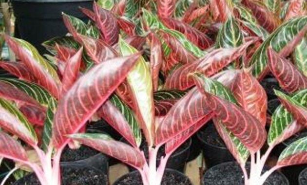 top 10+ bunga aglaonema termahal, cocok buat dekorasi rumah!