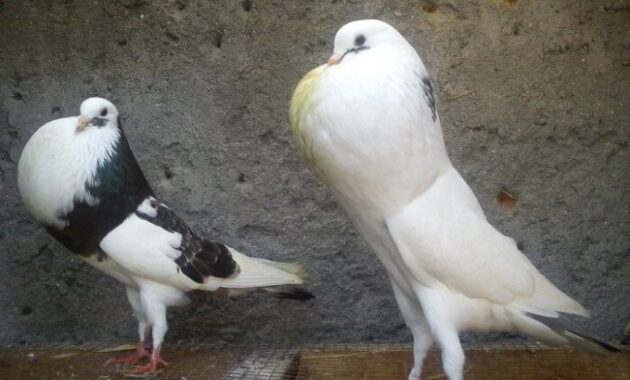 top 10+ burung dara termahal, ada yang sampai milyaran!
