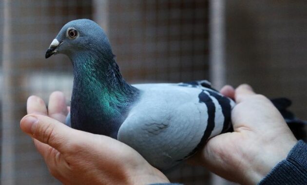 Top 10+ Burung Dara Termahal, Ada yang Sampai Milyaran!