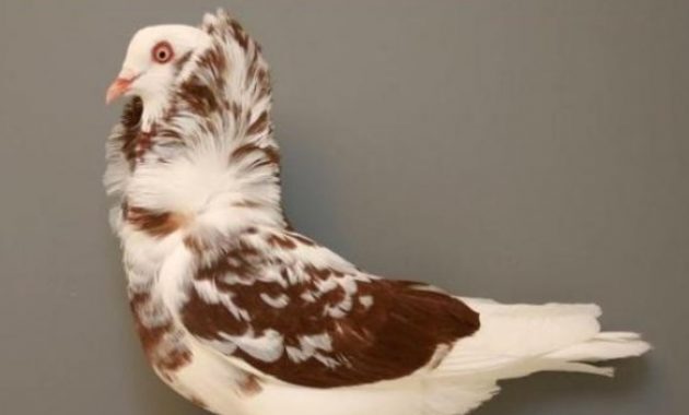 top 10+ burung dara termahal, ada yang sampai milyaran!