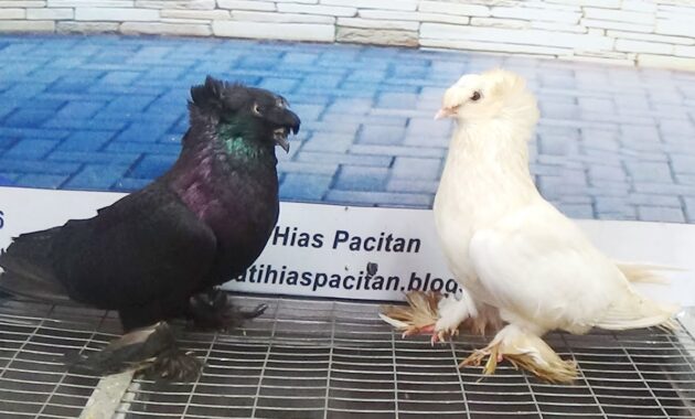 top 10+ burung dara termahal, ada yang sampai milyaran!