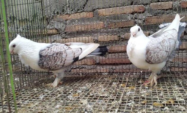 top 10+ burung dara termahal, ada yang sampai milyaran!