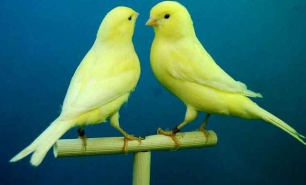 top 10+ burung kicau termahal, bisa sampai ratusan juta!