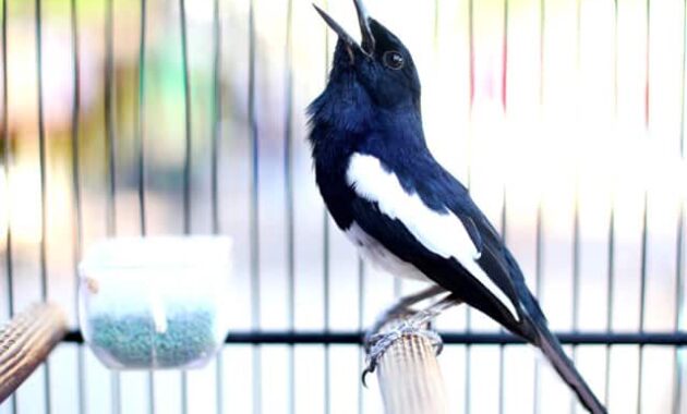 top 10+ burung kicau termahal, bisa sampai ratusan juta!